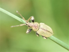 Phyllobius betulinus