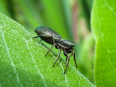Tutelina similis