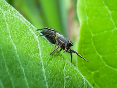 Tutelina similis
