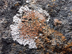 Squamulea galactophylla