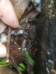 Monolepta melanogaster