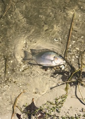 Sarotherodon melanotheron