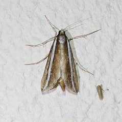 Carectocultus perstrialis