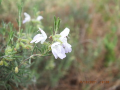 Conradina