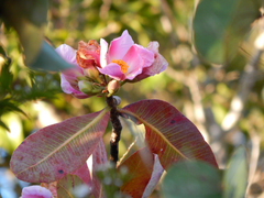 Kielmeyera rubriflora