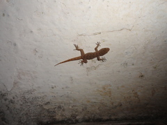 Mediodactylus kotschyi