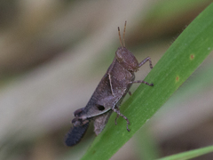 Omalotettix obliquus