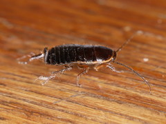Loboptera decipiens