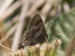 Rubroserrata ecbatana