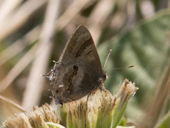 Rubroserrata ecbatana