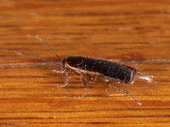 Loboptera decipiens