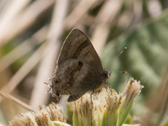 Rubroserrata ecbatana