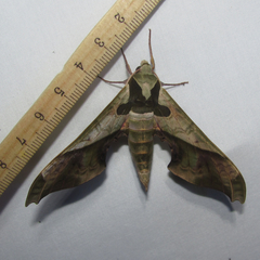 Adhemarius dariensis