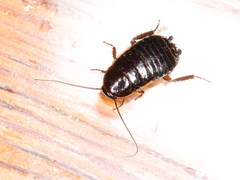 Loboptera decipiens