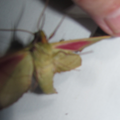 Adhemarius dariensis