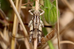 Aeoloplides fuscipes