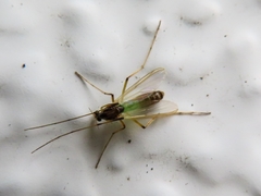 Microtendipes