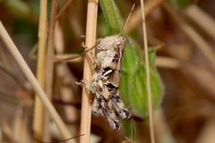 Aeoloplides fuscipes