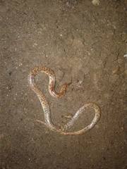 Phimophis guianensis