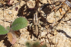 Aeoloplides fuscipes