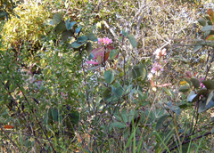 Kielmeyera rubriflora