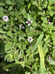 Phyla nodiflora