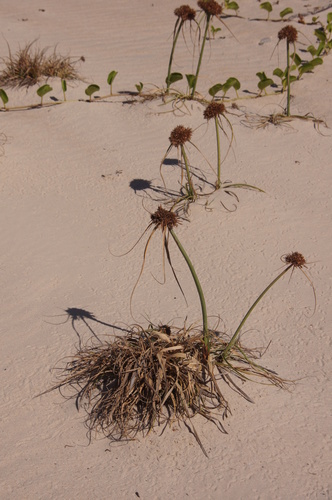 Cyperus crassipes image