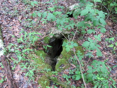 Rhus aromatica serotina