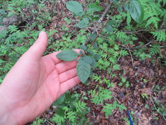 Forestiera ligustrina