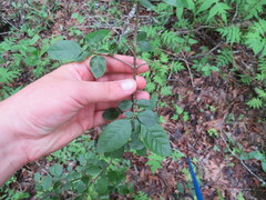 Forestiera ligustrina