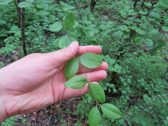 Forestiera ligustrina