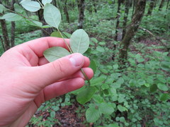 Forestiera ligustrina