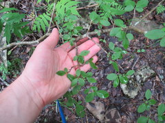 Forestiera ligustrina