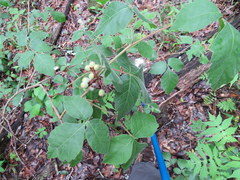 Rhus aromatica serotina