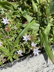 Richardia grandiflora