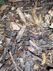 Egaenus convexus