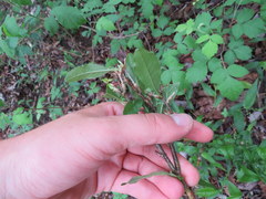 Sideroxylon lycioides