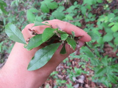 Sideroxylon lycioides