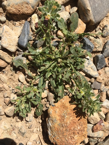 Reseda phyteuma subsp. phyteuma image