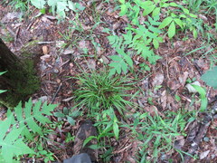Carex cumberlandensis