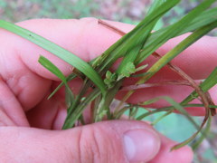 Carex cumberlandensis