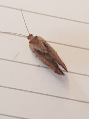 Drepanacra binocula