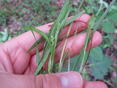 Carex cumberlandensis