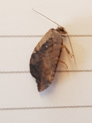 Drepanacra binocula