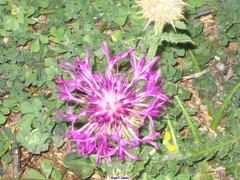 Centaurea polyacantha