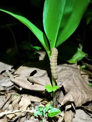 Noctua fimbriata