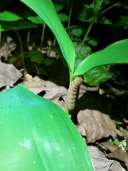 Noctua fimbriata