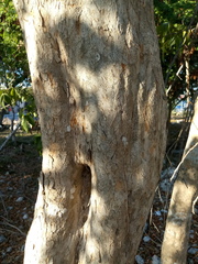 Thouinia paucidentata