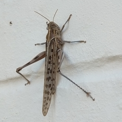 Schistocerca gregaria flaviventris