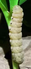 Noctua fimbriata
